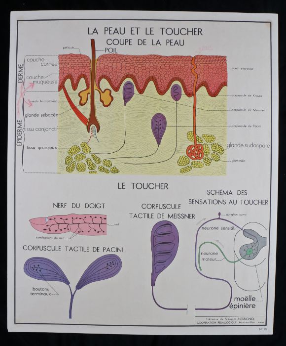 Collection of six French 1960's - 70's Educational Coloured Posters printed by Editions Rossignol, - Image 9 of 12