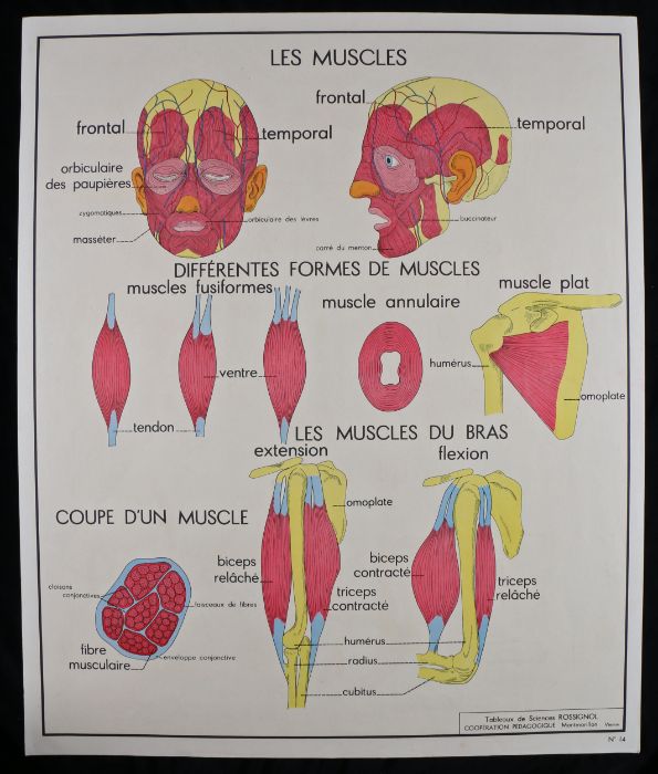 Collection of six French 1960's - 70's Educational Coloured Posters printed by Editions Rossignol, - Image 11 of 12