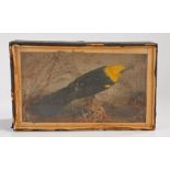 Taxerdermy of  a Yellow headed black bird housed in a case, 36cm wide 22cm tall