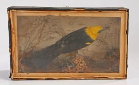 Taxerdermy of  a Yellow headed black bird housed in a case, 36cm wide 22cm tall