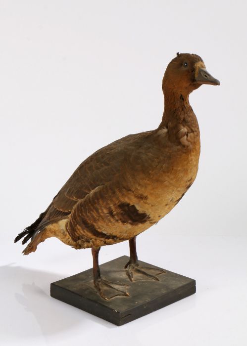 Taxidermy white fronted goose by F.E. Gunn, labelled to base "White Fronted Goose, Male, 3 years,