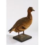 Taxidermy white fronted goose by F.E. Gunn, labelled to base "White Fronted Goose, Male, 3 years,