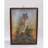 Taxidermy long eared owl, modelled on a branch surrounded by foliage, housed in a gilt and