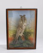 Taxidermy long eared owl, modelled on a branch surrounded by foliage, housed in a gilt and