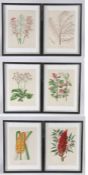 Botanical prints, J.B Wolters, a series of six botanical prints, housed in ebonised and silvered