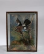 Taxidermy: Peter Spicer, cased Jay on a branch and painted back board, signed pebble to the back