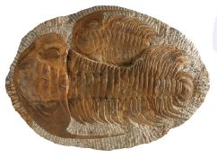 Morocco, a Middle Cambrian fossil Trilobite, circa 520 Million years old, two Paradoxides to the