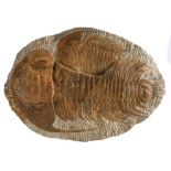 Morocco, a Middle Cambrian fossil Trilobite, circa 520 Million years old, two Paradoxides to the