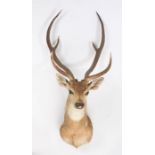 Taxidermy: Chital or Axis Deer (Axis axis), circa mid 20th century, six points, from the wall