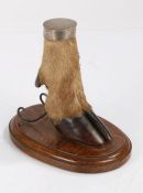 Taxidermy, Devon & Somerset Stag Hounds, a mounted deer slot, the silver cap London 1931, maker