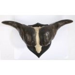 Taxidermy- African Hunting Trophy Cape Buffalo Skull (Syncerus caffer caffer), mid 20th century,