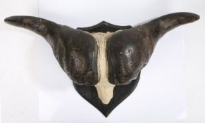 Taxidermy- African Hunting Trophy Cape Buffalo Skull (Syncerus caffer caffer), mid 20th century,