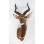 Taxidermy: Lowland Nyala (Nyala angasii), mid 20th Century, facing right, marked to the back 943/