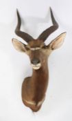 Taxidermy: Lowland Nyala (Nyala angasii), mid 20th Century, facing right, marked to the back 943/