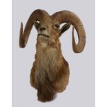Taxidermy: Ladakh Urial (Ovis vignnei vignei) Mid 20th Century, found in the Indus and Shayok