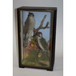 Taxidermy, cased Sparrow Hawk and Green Woodpecker, attributed to James Hutchings, of Aberystwyth,
