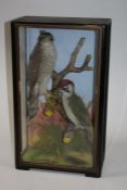 Taxidermy, cased Sparrow Hawk and Green Woodpecker, attributed to James Hutchings, of Aberystwyth,