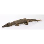 Taxidermy- preserved alligator, 74cm long