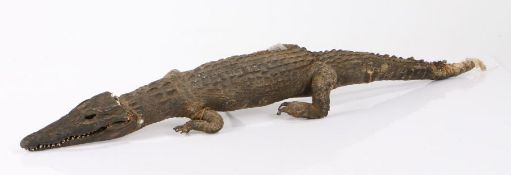 Taxidermy- preserved alligator, 74cm long