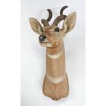 Lesser Kudu (Tragelaphus imberbis) mid 20th Century, from the wall 50cm, 86cm high