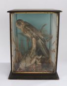 Taxidermy: cased Buzzard above a rabbit, 40cm x 55cm