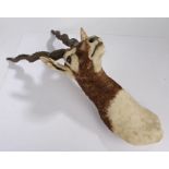 Taxidermy: Indian Blackbuck (Antilope cervicapra), mid 20th Century, from the wall 37cm, 76cm high