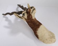Taxidermy: Indian Blackbuck (Antilope cervicapra), mid 20th Century, from the wall 37cm, 76cm high