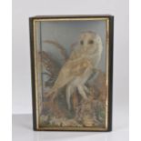 Taxidermy: cased Barn Owl, 28cm x 39cm
