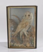 Taxidermy: cased Barn Owl, 28cm x 39cm