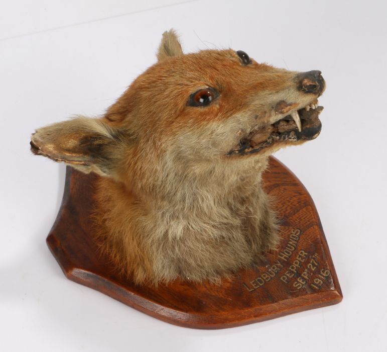 Taxidermy- fox head, the oak shield with gilt and black lettering "LEDBURY HOUNDS PEPPER SEPT 27TH