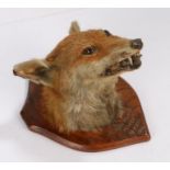 Taxidermy- fox head, the oak shield with gilt and black lettering "LEDBURY HOUNDS PEPPER SEPT 27TH