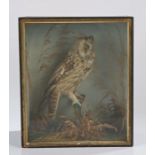 Taxidermy: a cased Tawny owl perched on a branch, 35.5cm x 42cm