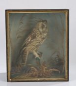 Taxidermy: a cased Tawny owl perched on a branch, 35.5cm x 42cm