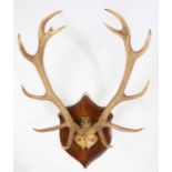 Taxidermy- pair of red deer antlers, on an oak shield backing, 70cm wide