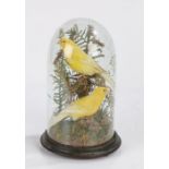 Taxidermy - pair of canaries, modelled in a naturalistic setting and under a glass dome, 25cm high