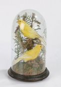 Taxidermy - pair of canaries, modelled in a naturalistic setting and under a glass dome, 25cm high