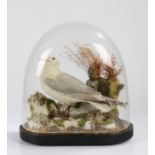 Taxidermy study of a seagull, modelled on a rocky outcrop with seashells and weed, housed under a