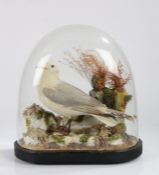Taxidermy study of a seagull, modelled on a rocky outcrop with seashells and weed, housed under a