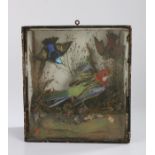 Taxidermy birds housed in a case, to include a parakeet and hummingbird