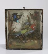 Taxidermy birds housed in a case, to include a parakeet and hummingbird