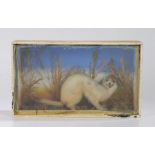Taxidermy stoat of pale colourings, S. A. Nobbs of Lincoln stamped to the reverse of the case,