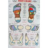 The British School of Reflexology Foot Chart, Produced by Ann Gillanders 1987, housed in a glazed