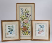 Pair of botanical prints depicting pears and plums, housed in gilt and glazed frames, the prints
