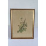 Set of nine botanical prints, housed in gilt and glazed frames, the prints 26.5cm x 36cm