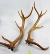 Pair of Red Deer antlers, 65cm long (2)