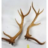 Pair of Red Deer antlers, 65cm long (2)