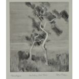 Peter David Polaine (b1937) Australian Ghost Trees, pencil signed monotype, 30cm x 36cm