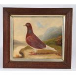 Early 20th Century School, A racing pigeon, unsigned oil on board, 36cm x 30cm