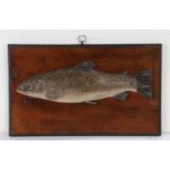 Charming late 19th Century carved wood fishing trophy, carved as a trout with a speckled painted