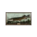 Edwardian cased Pike, circa 1905, the cased trout of large proportions above the reed bed, a pen